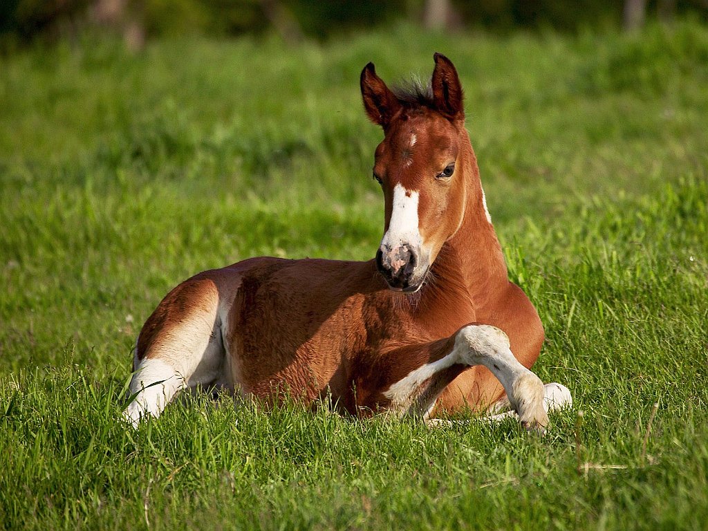 American Paint Foal, Iowa